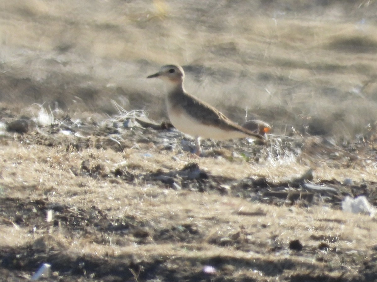 Mountain Plover - ML646873828