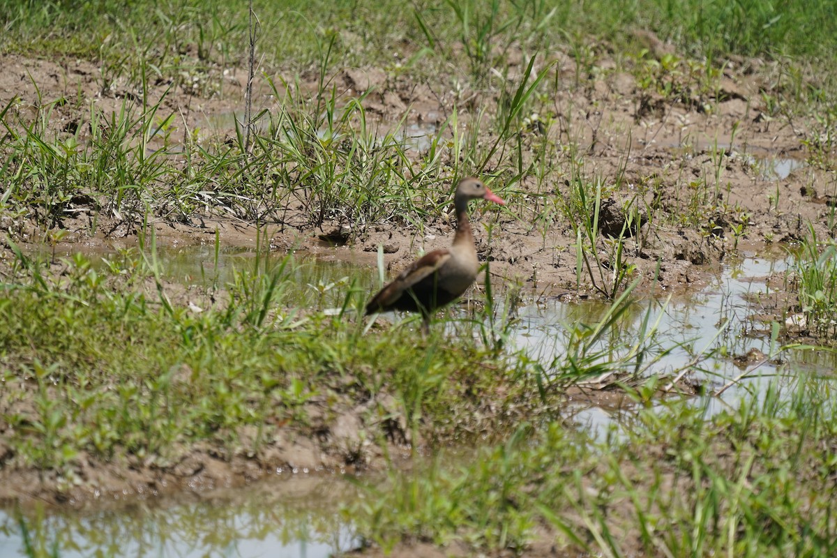 Black-bellied Whistling-Duck - ML646873831