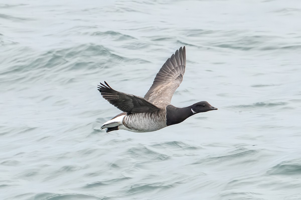 Brant (Pale-bellied) - ML646873832