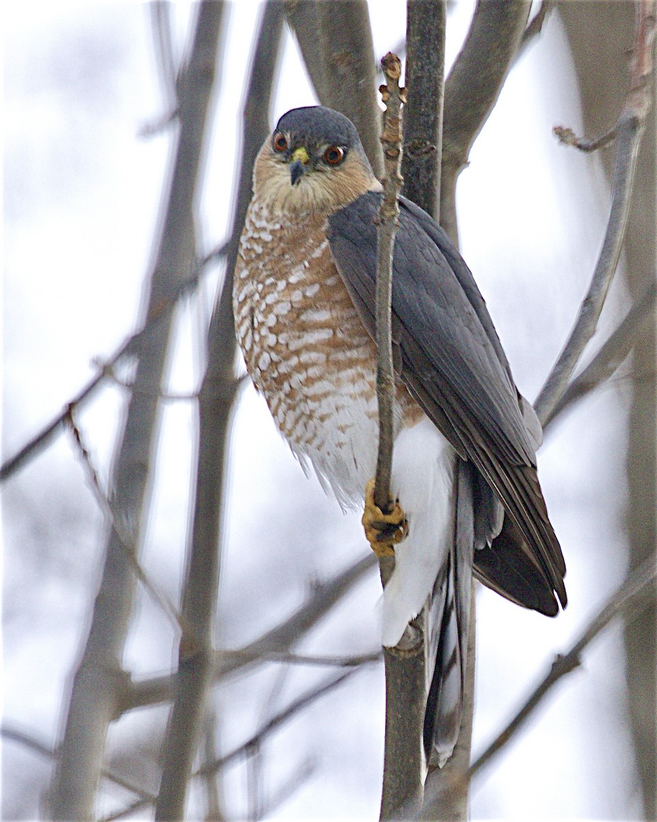 Sharp-shinned Hawk - ML646873833