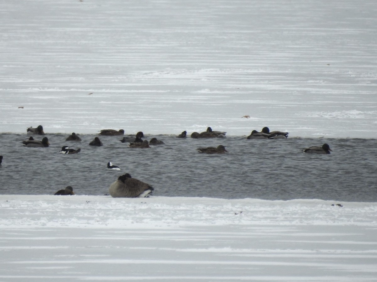 Bufflehead - ML646873836