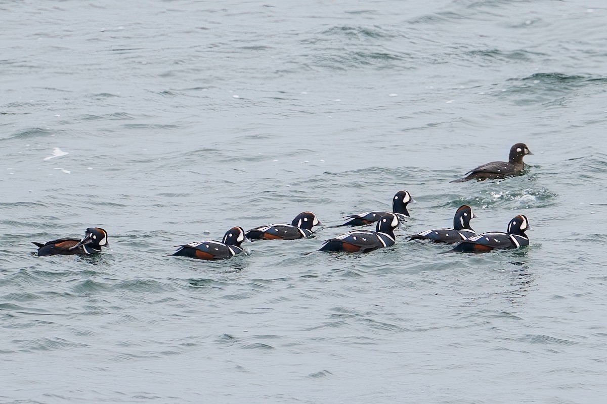Harlequin Duck - ML646873837