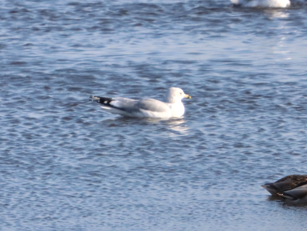 Ring-billed Gull - ML646873839