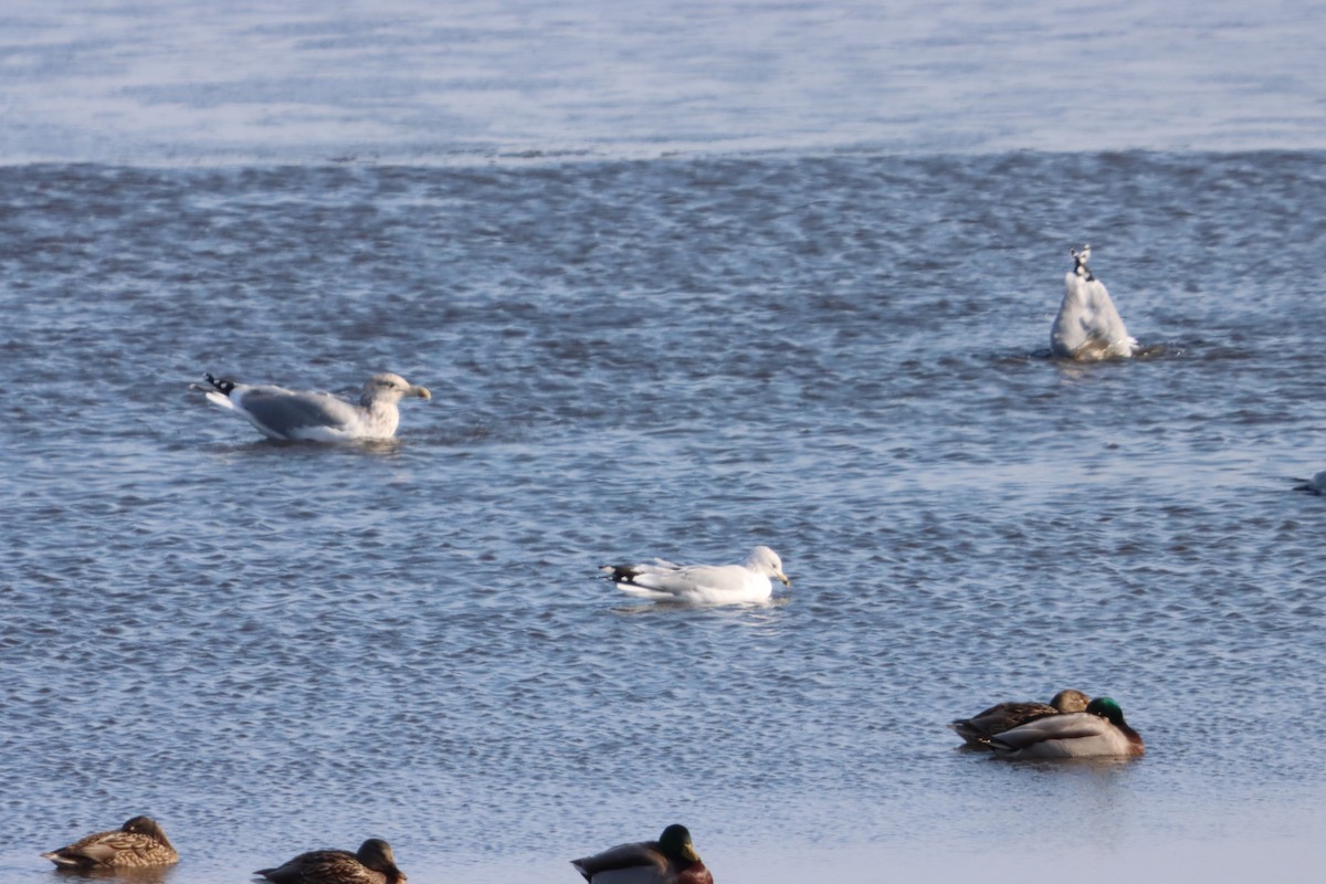 Ring-billed Gull - ML646873840