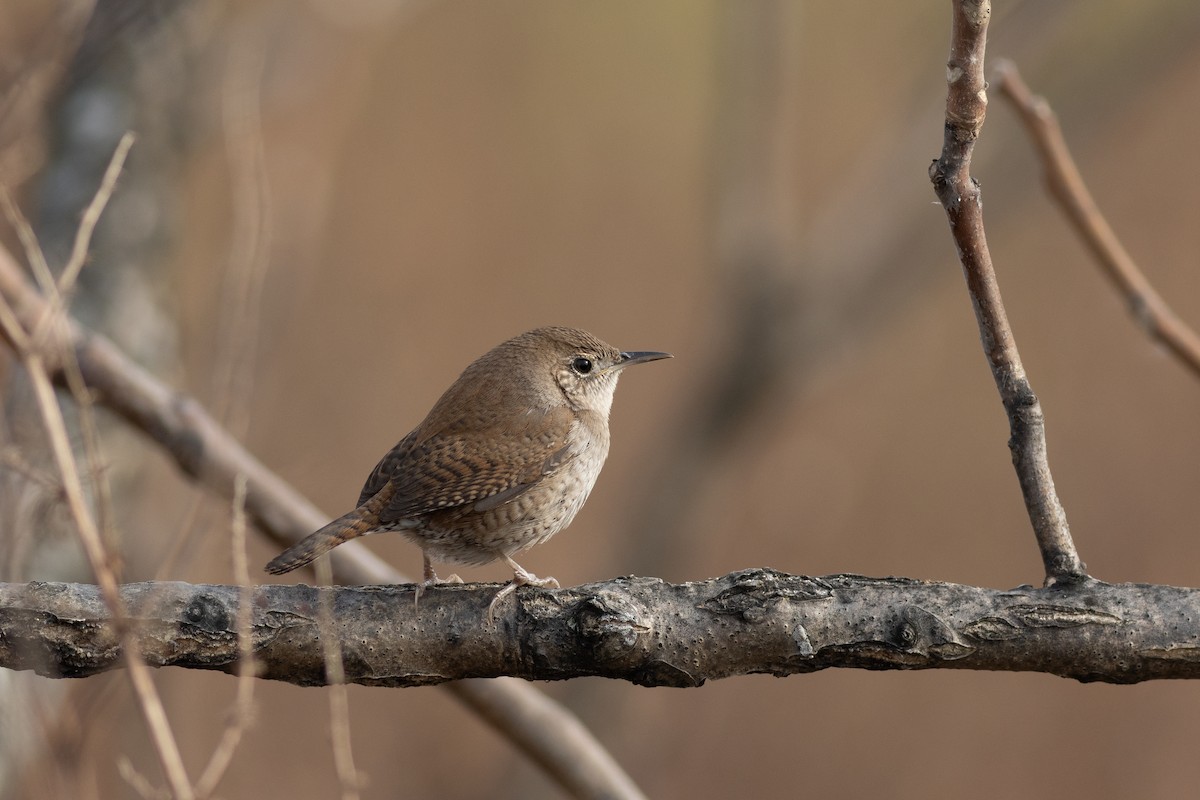 Northern House Wren - ML646873844