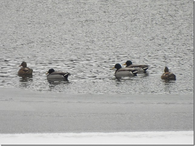 Mallard - ML646873845