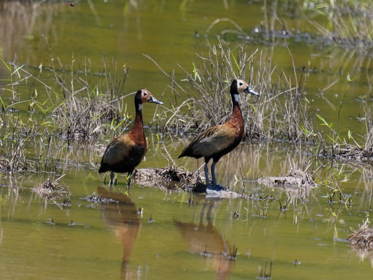 White-faced Whistling-Duck - ML646873848