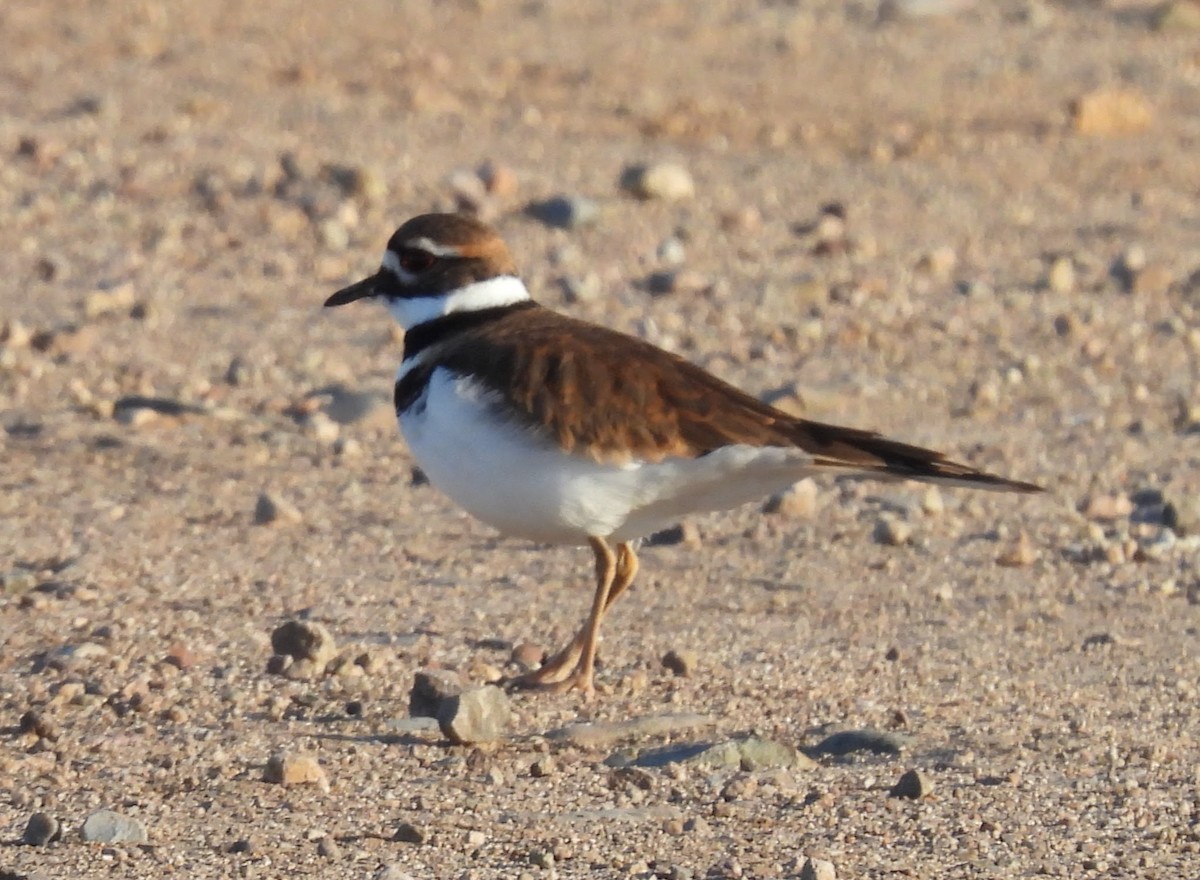 Killdeer - ML646873849