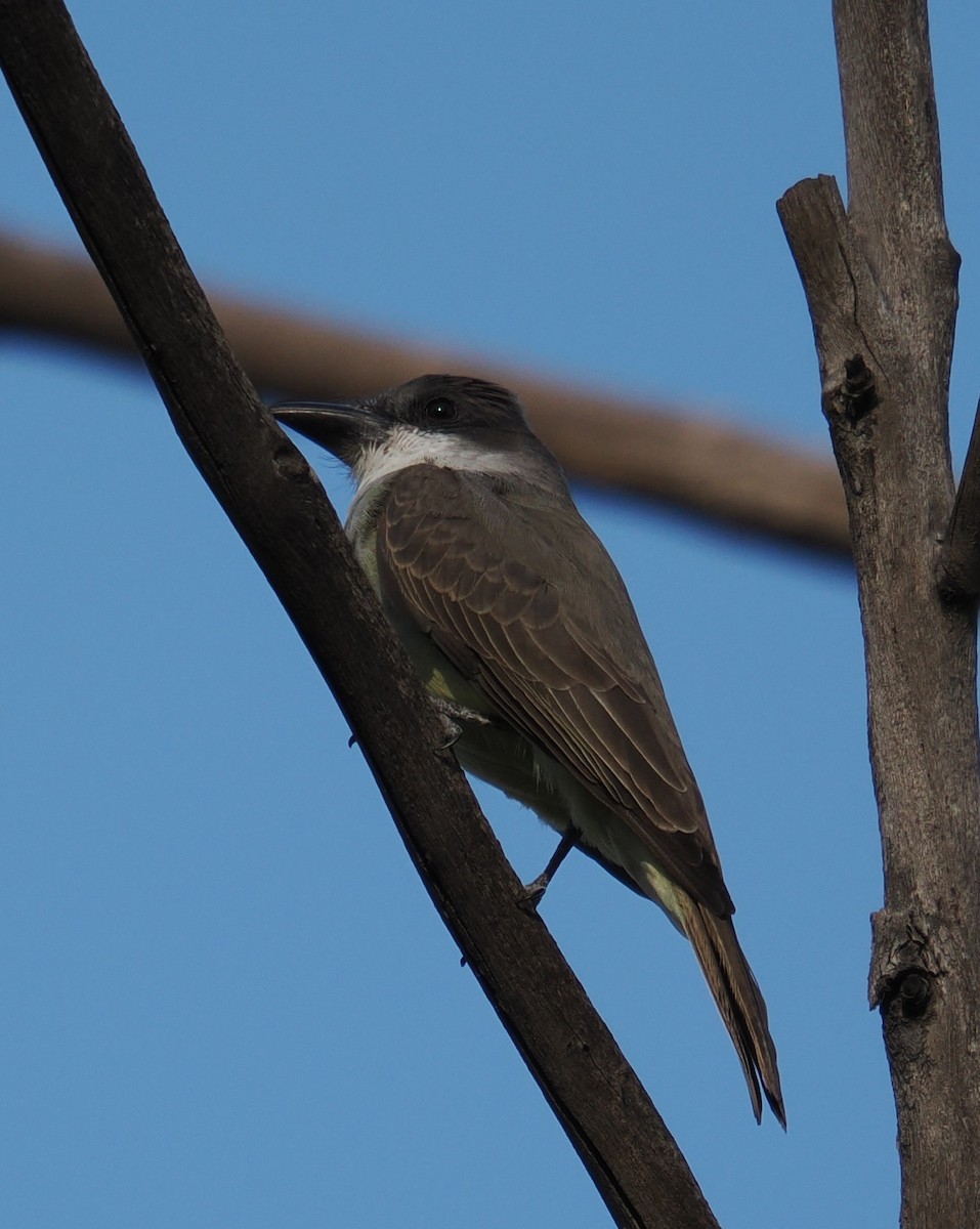 Thick-billed Kingbird - ML646873850