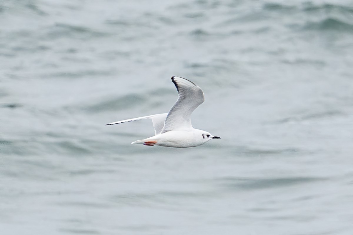 Bonaparte's Gull - ML646873854