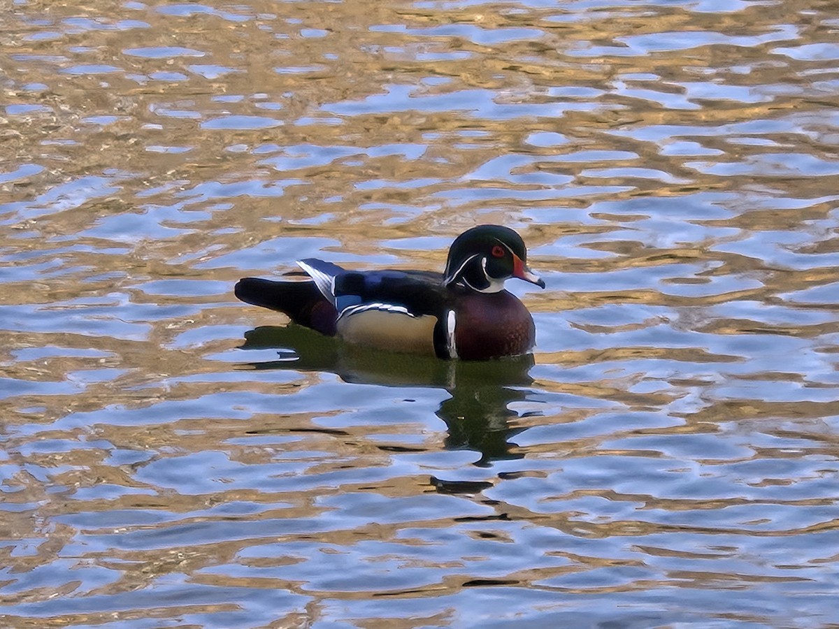 Wood Duck - ML646873860