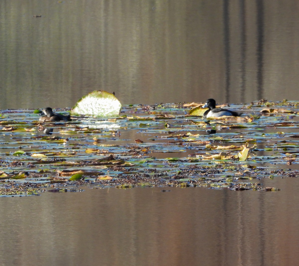 Ring-necked Duck - ML646873861