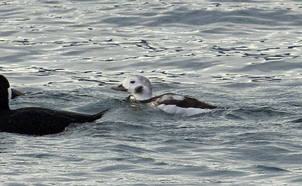 Long-tailed Duck - ML646873863