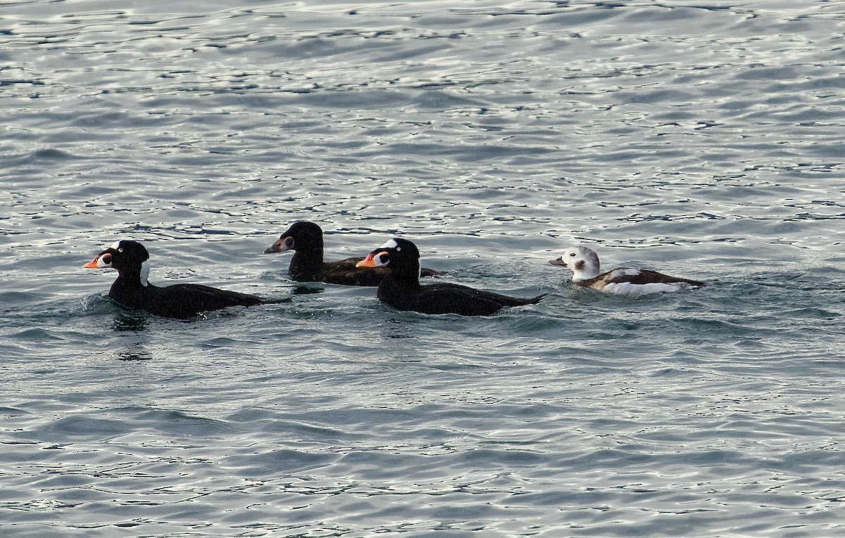 Long-tailed Duck - ML646873864