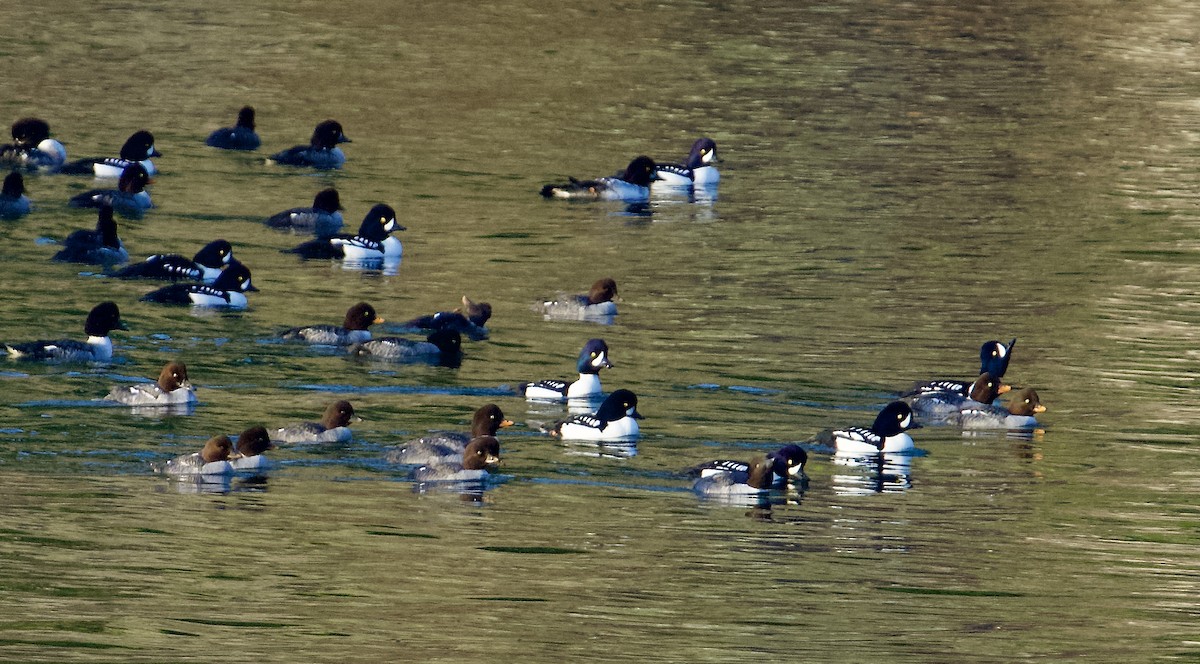 Barrow's Goldeneye - ML646873878
