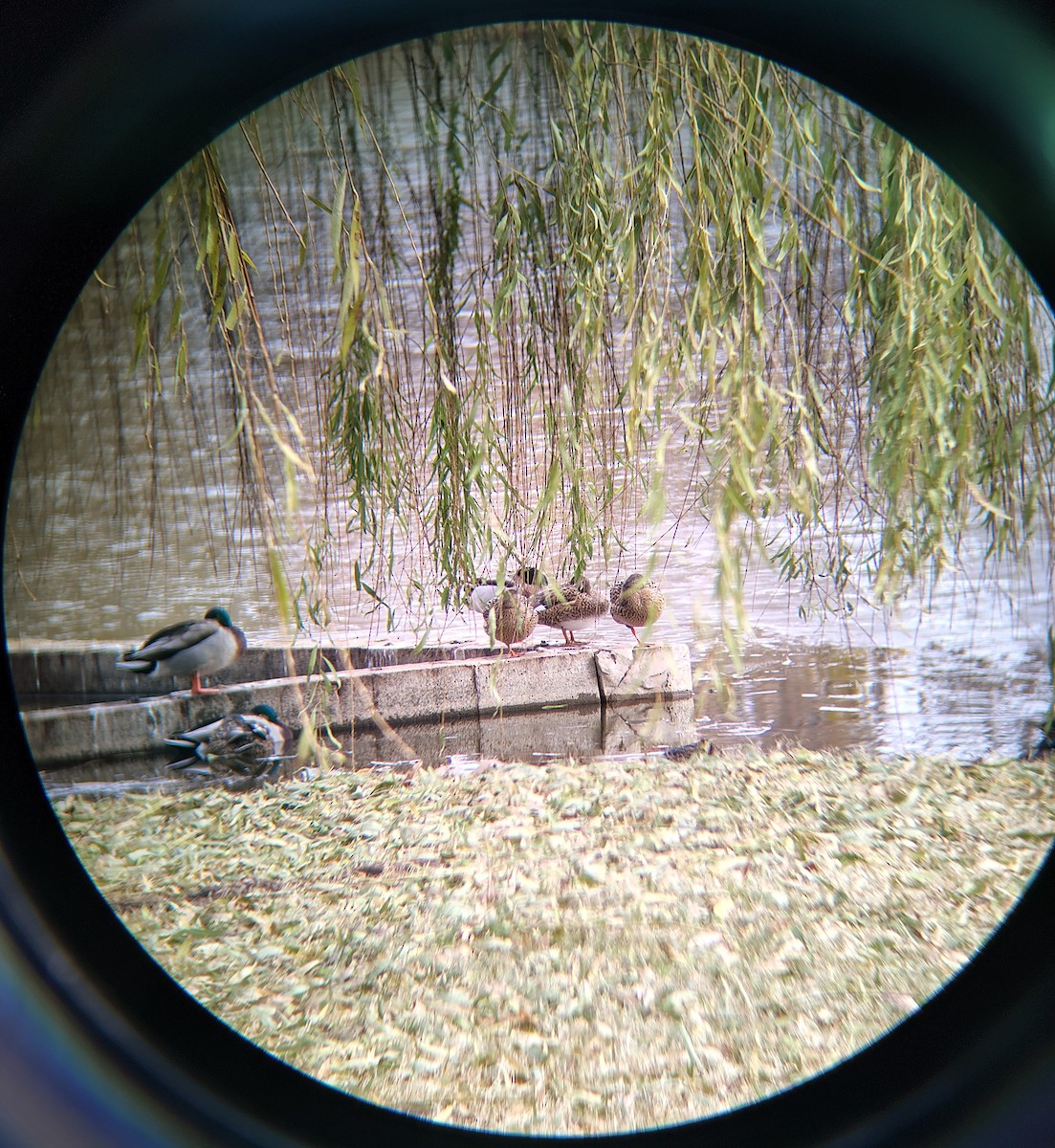 Gadwall - ML646873880