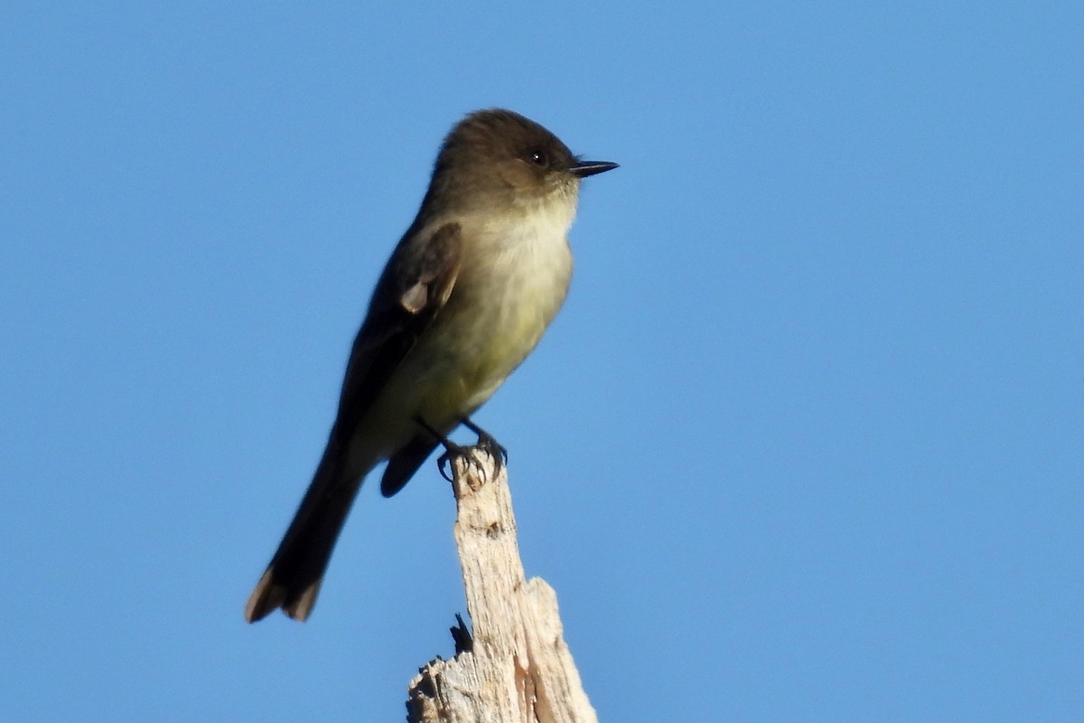 gråfibi - ML646873881