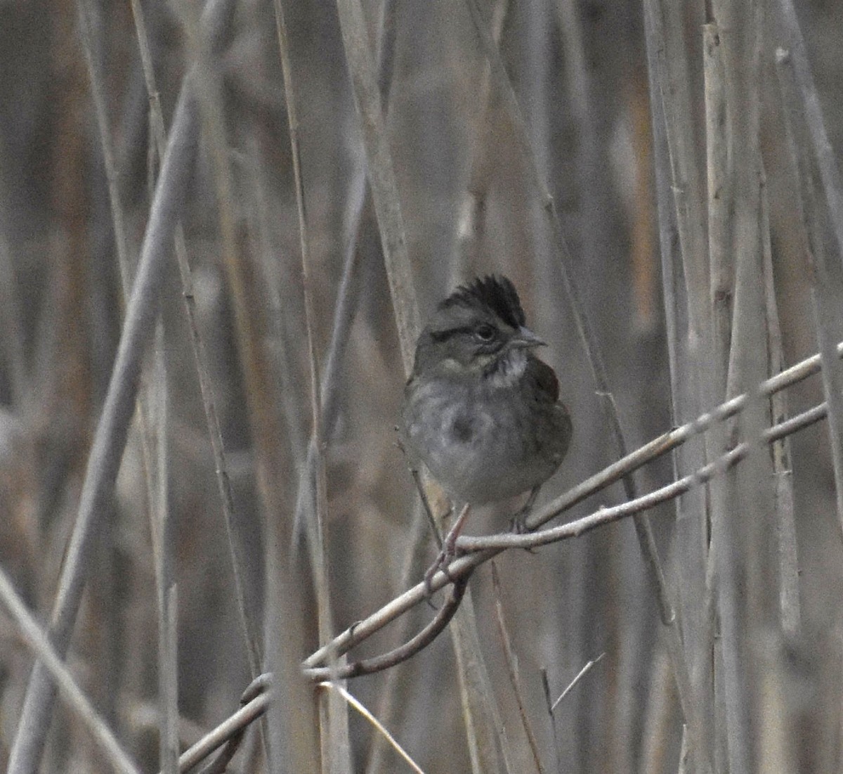 Bataklık Serçesi - ML646873882