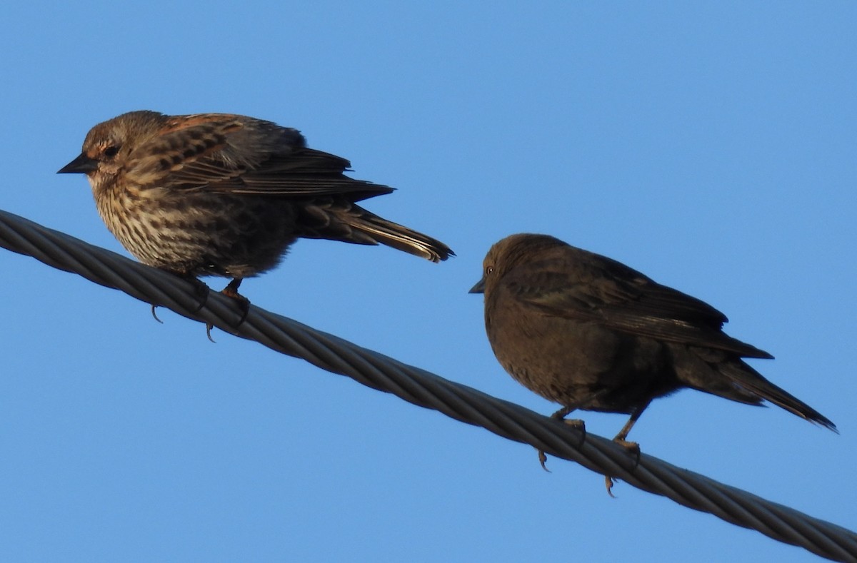 Red-winged Blackbird - ML646873883