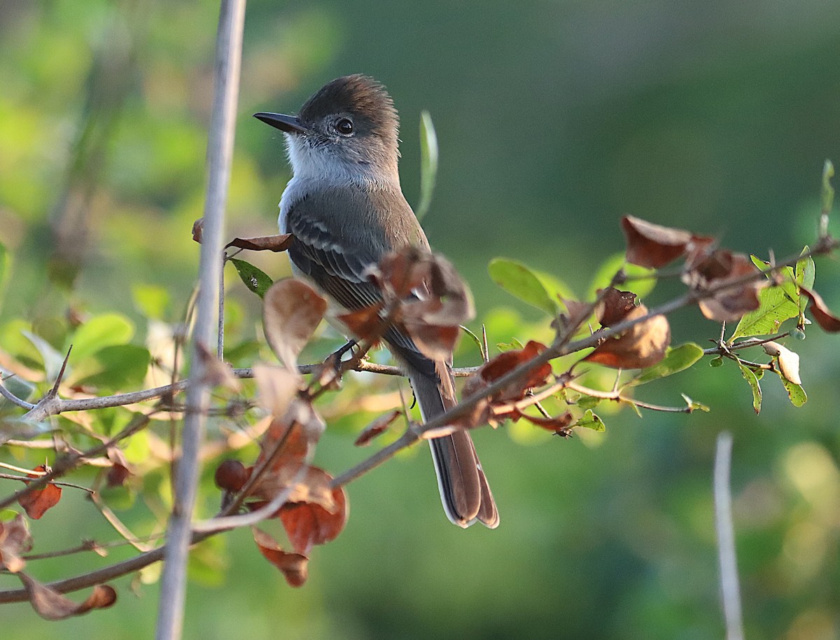 La Sagra's Flycatcher - ML646873886
