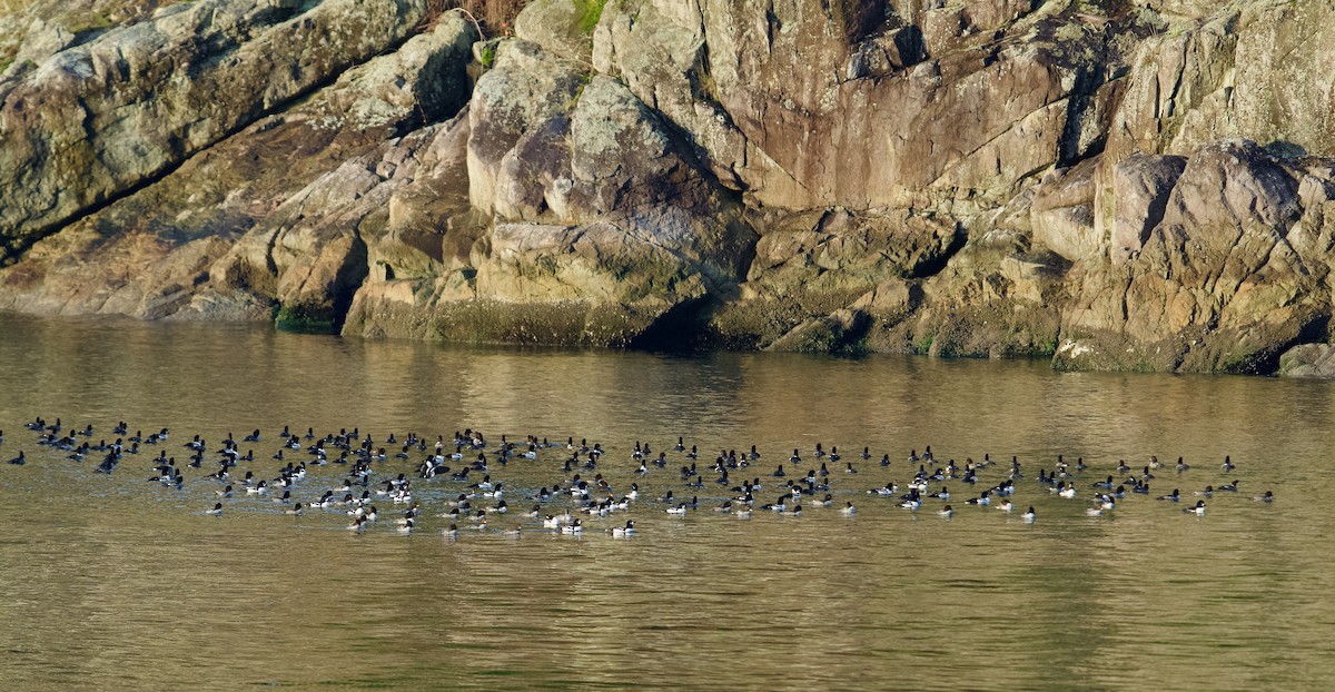 Barrow's Goldeneye - ML646873896