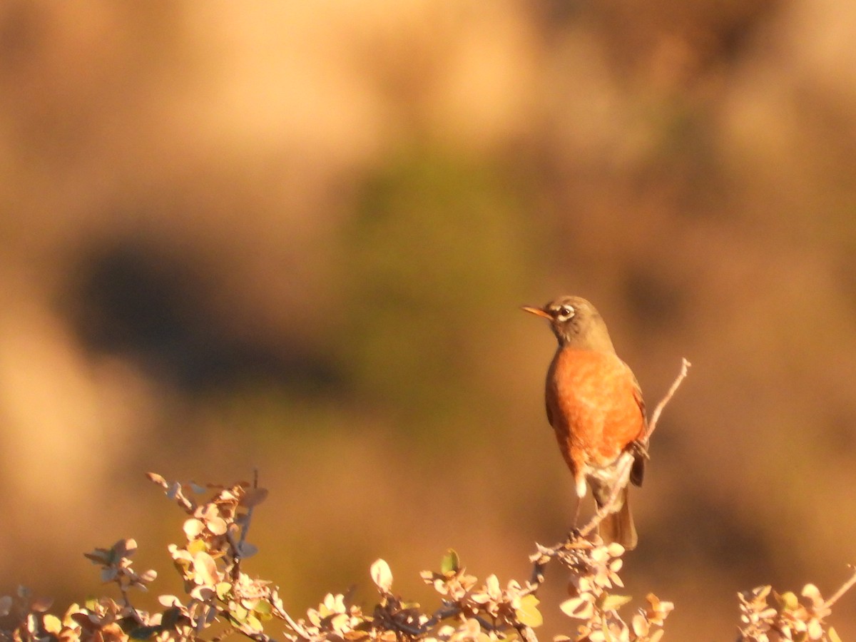 קיכלי נודד - ML646873899