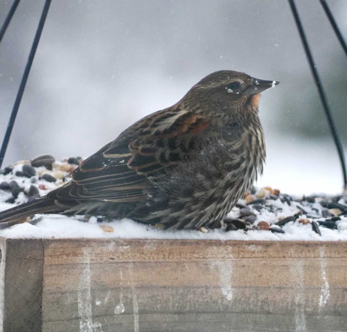 Red-winged Blackbird - ML646873902