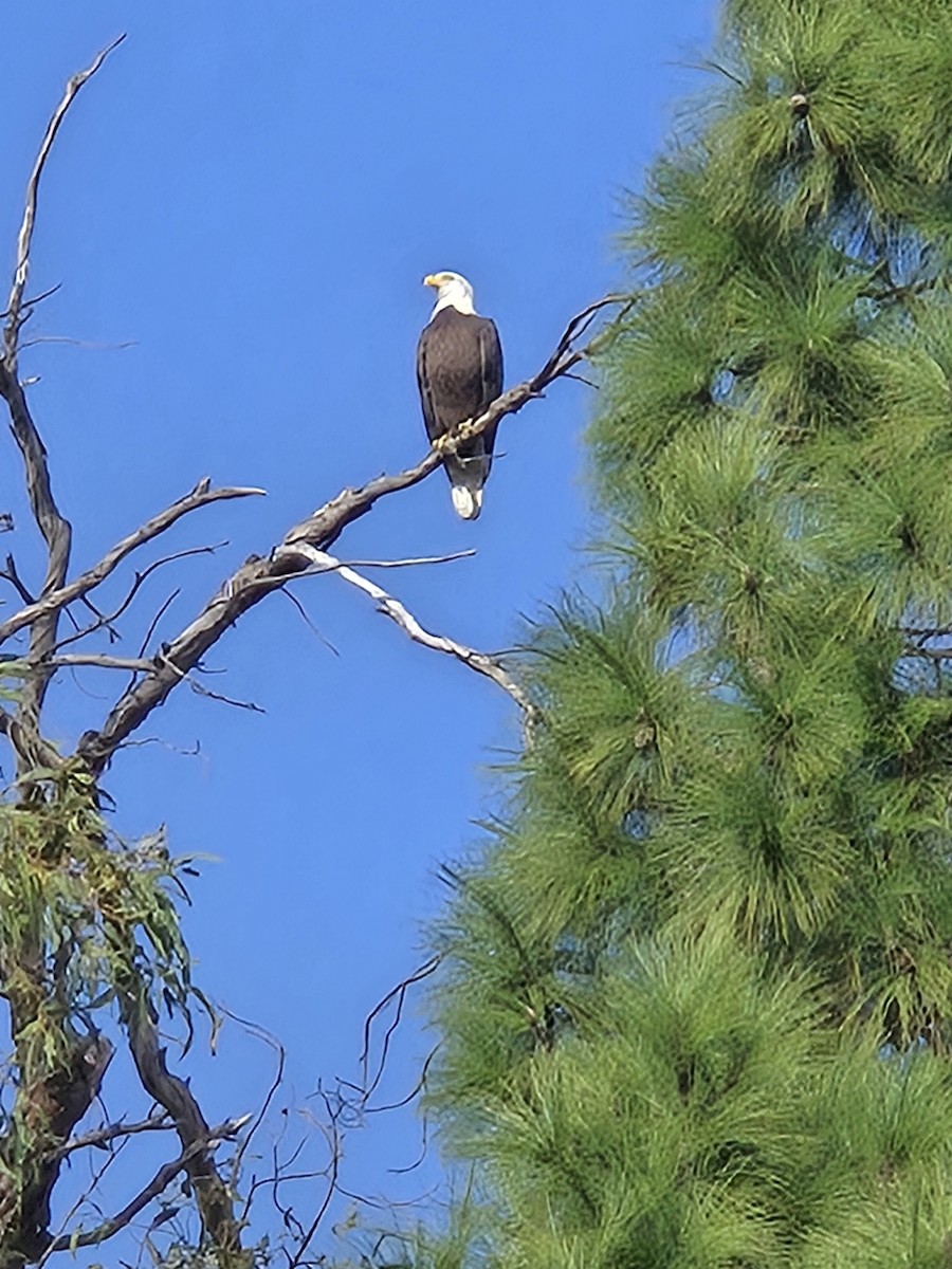 Bald Eagle - ML646873903