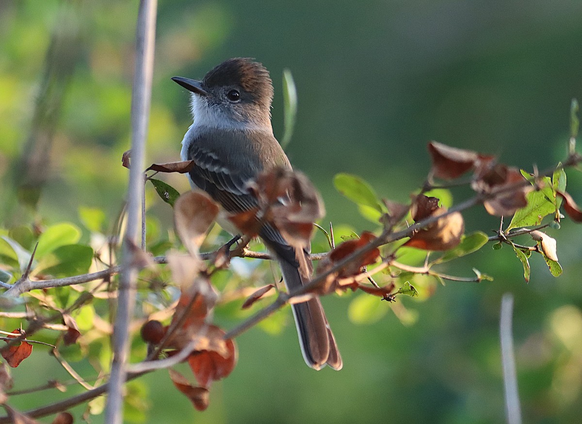 La Sagra's Flycatcher - ML646873904