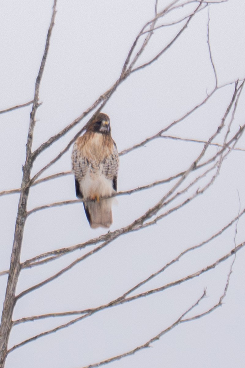 Rotschwanzbussard - ML646873911