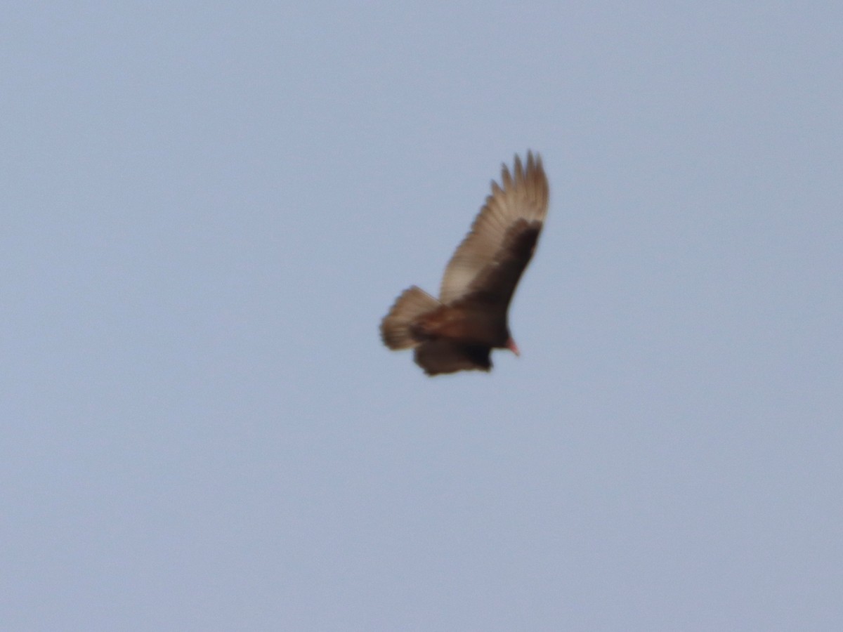 Turkey Vulture - ML646873913