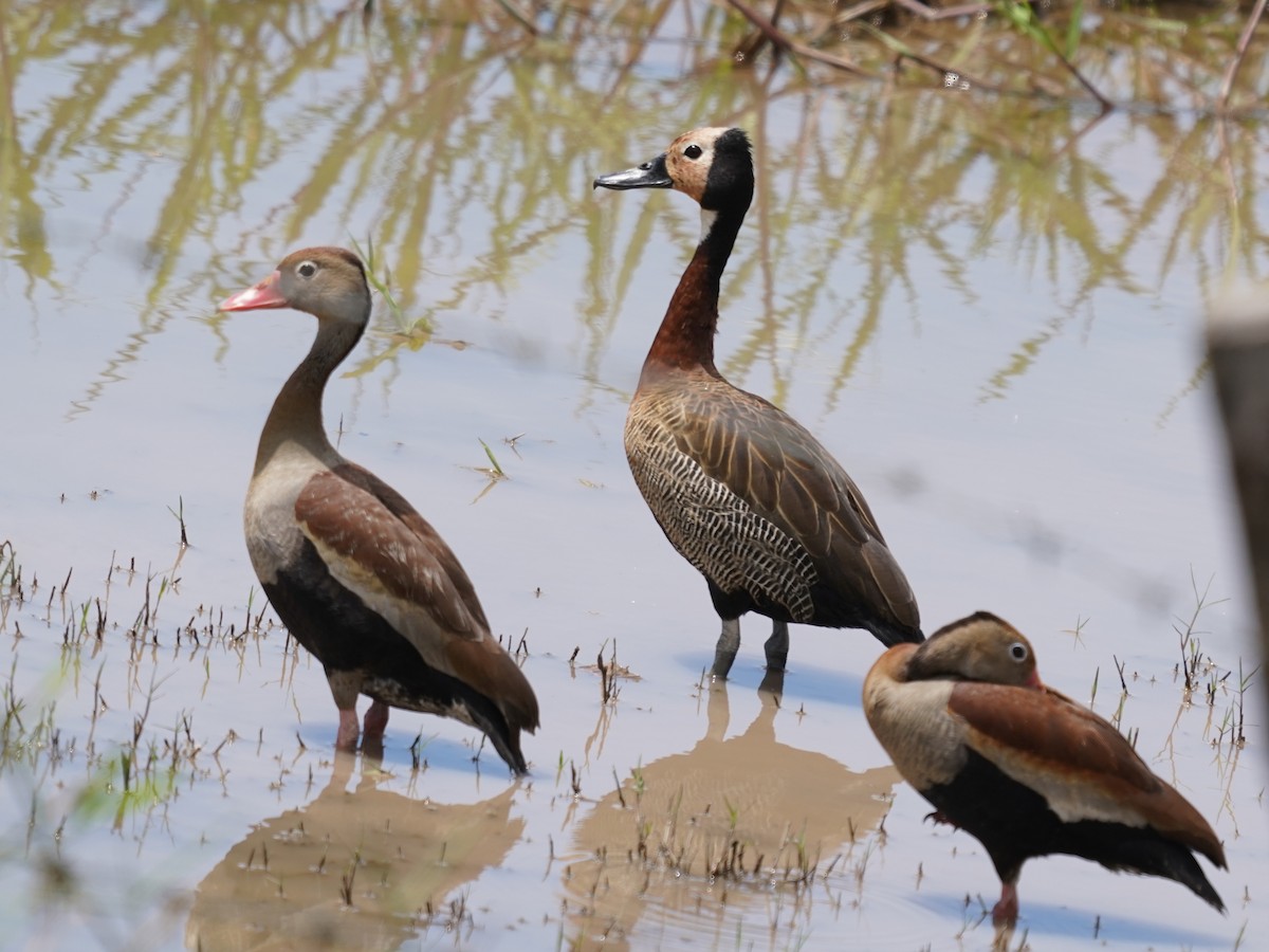 Dendrocigna facciabianca - ML646873914