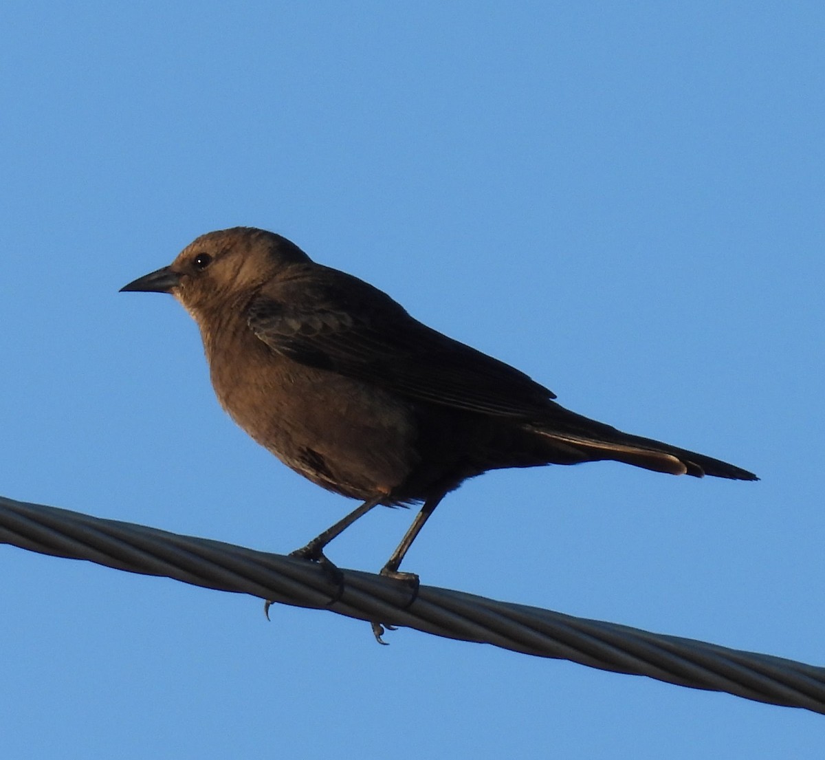 Трупіалець пурпуровий - ML646873915
