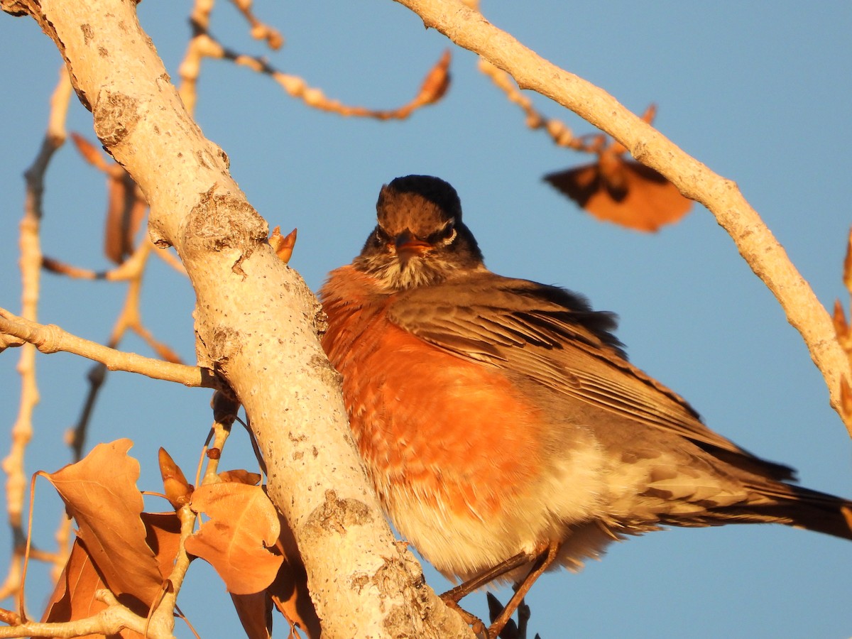 קיכלי נודד - ML646873916