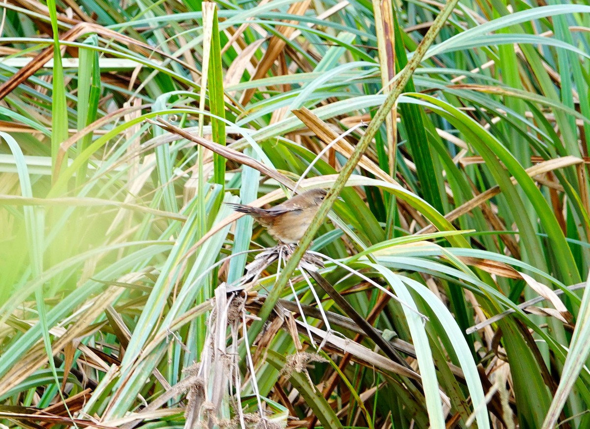 Highland Rush Warbler - ML646873917