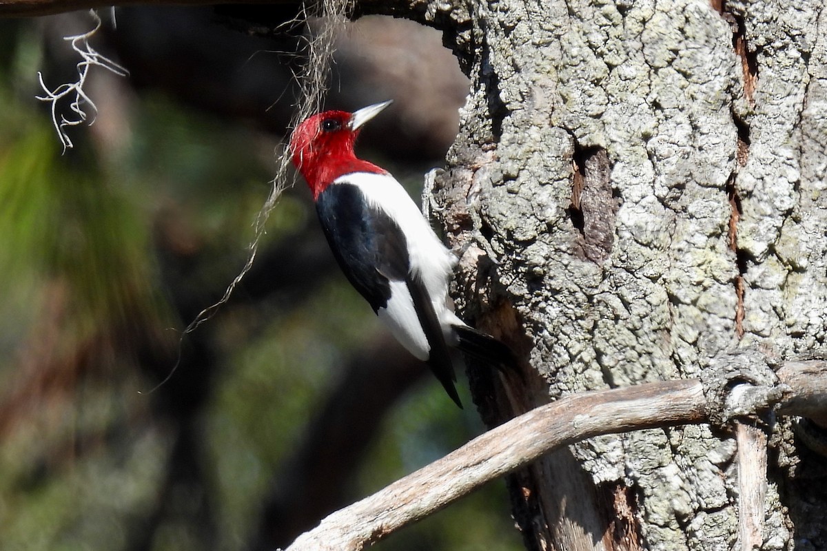 Pic à tête rouge - ML646873919