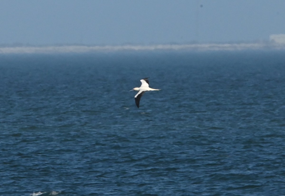 Красноногая олуша - ML646873920