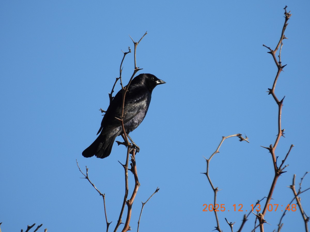 Rotachsel-Kuhstärling - ML646873926