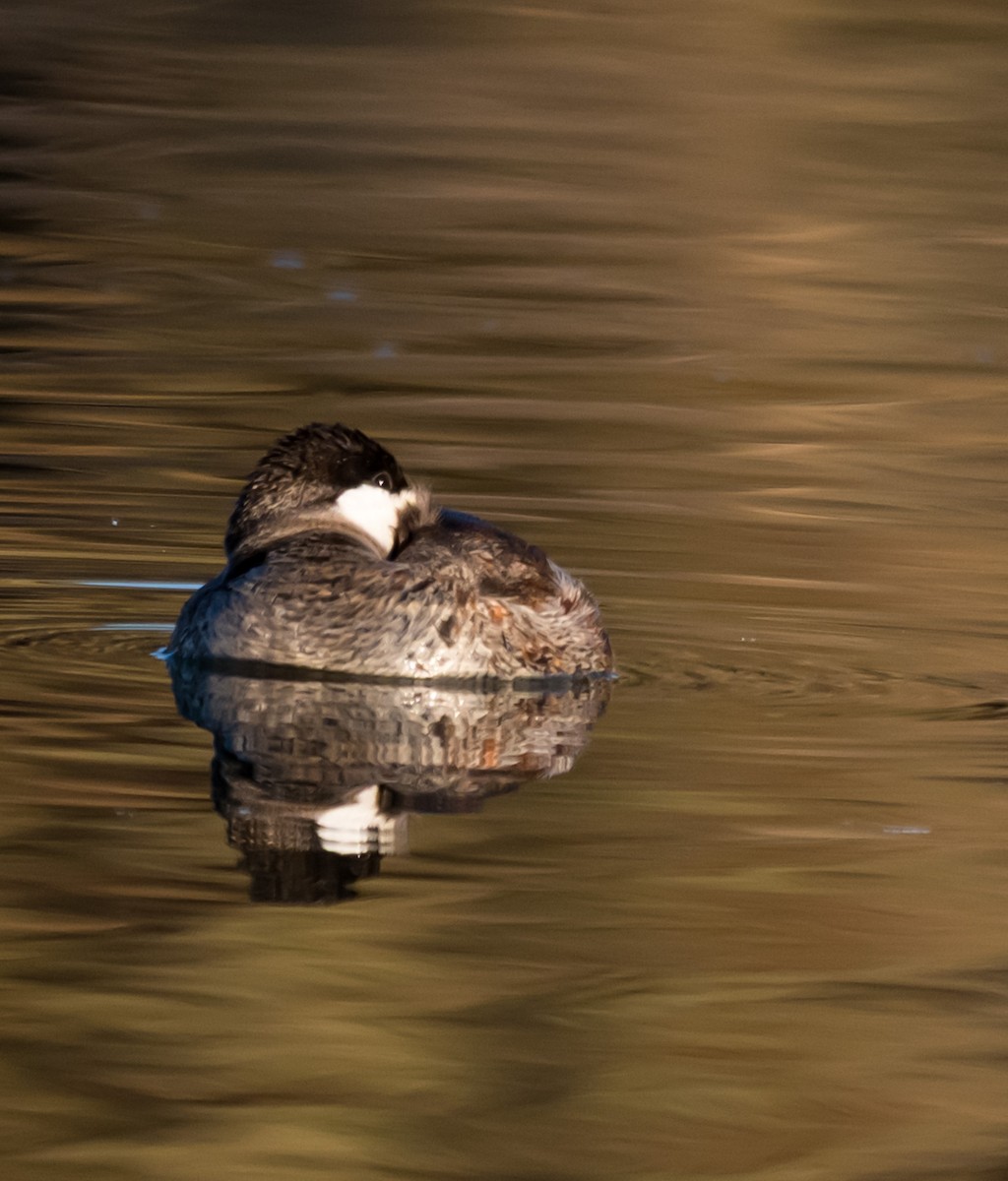 Савка американська - ML646873927