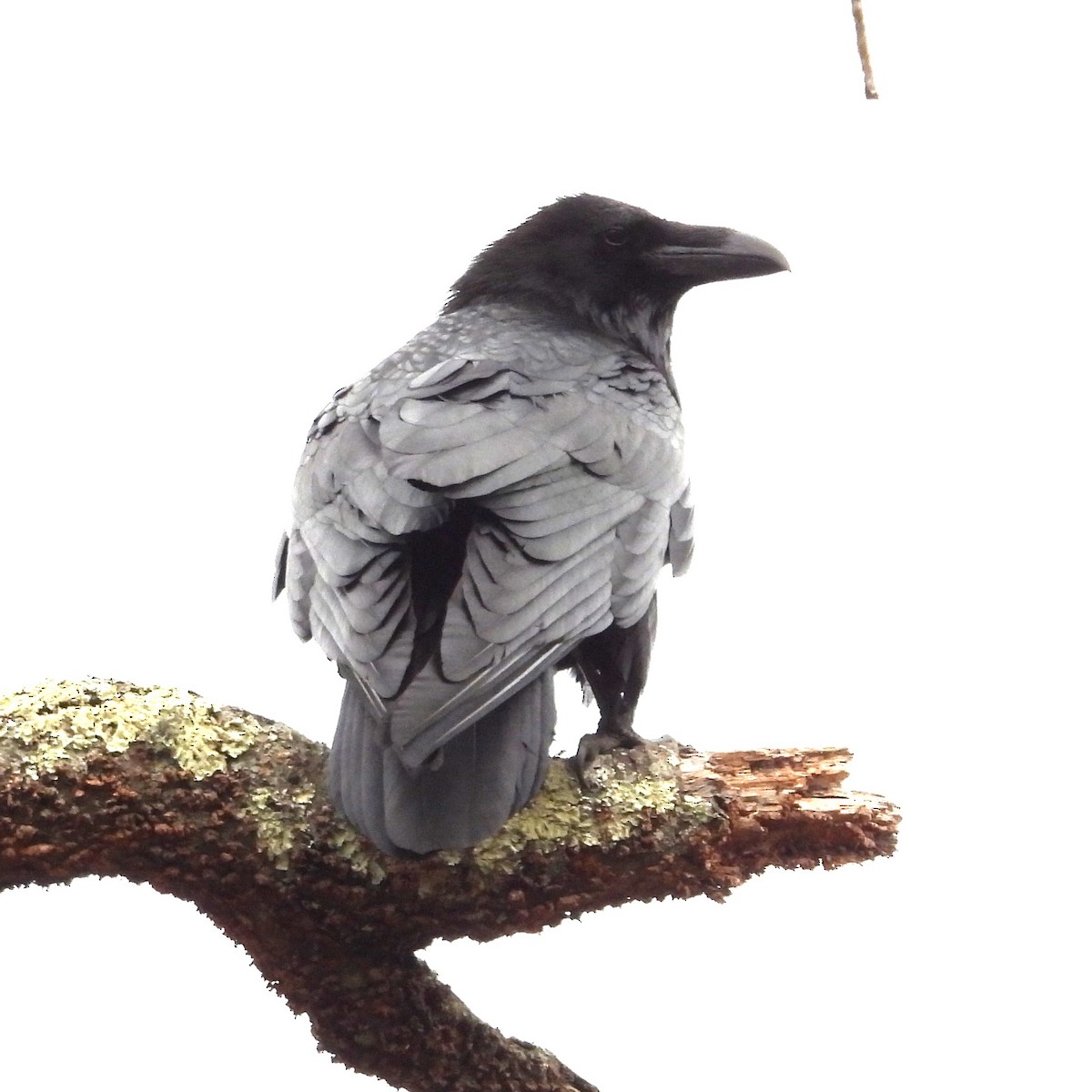 Common Raven - ML646873931