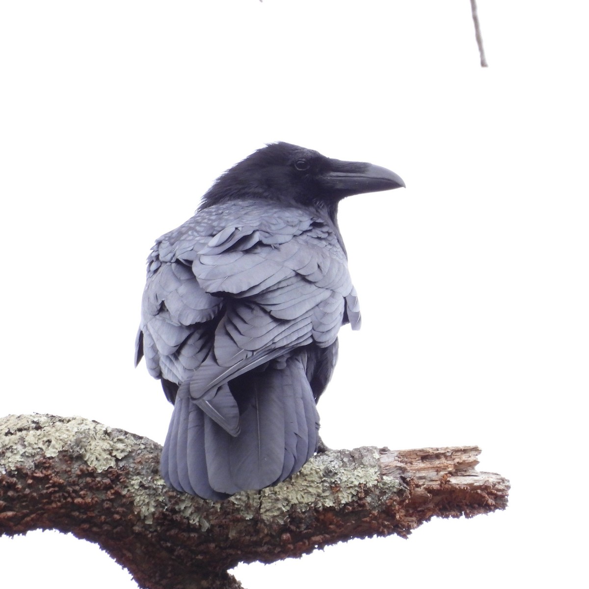 Common Raven - ML646873932