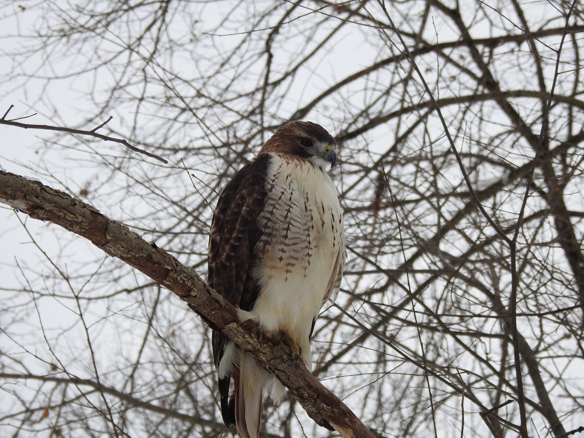 Канюк неоарктичний - ML646873936