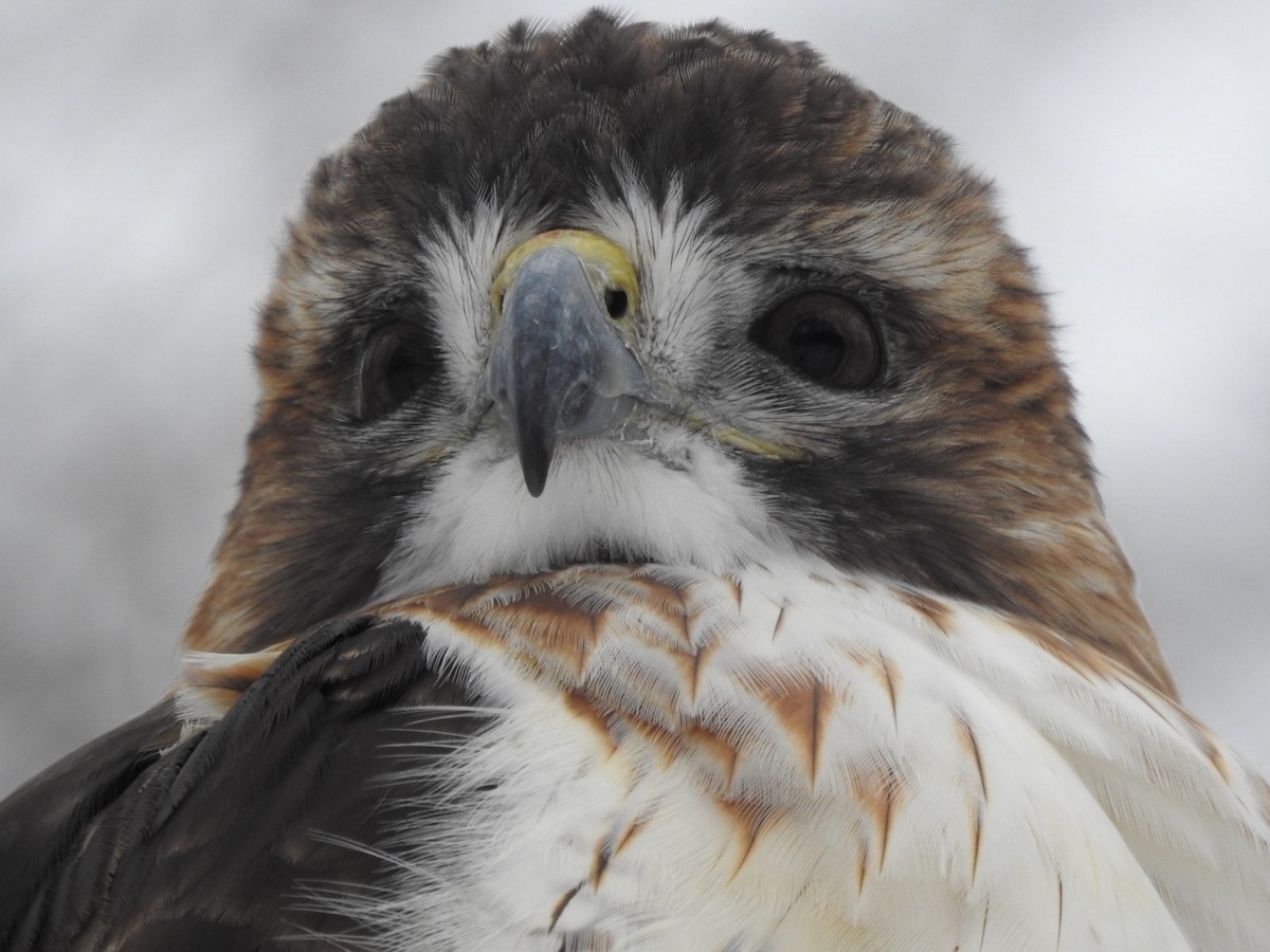 Канюк неоарктичний - ML646873937