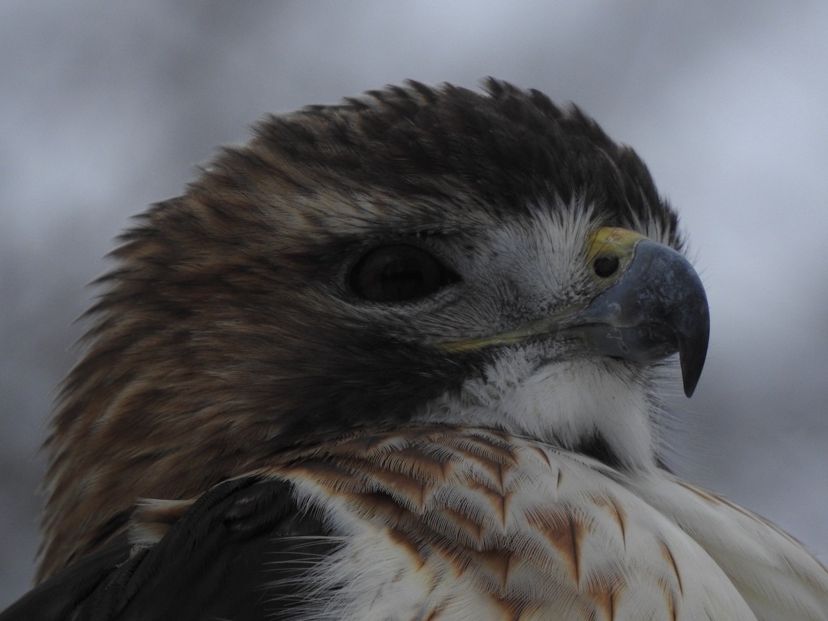 Канюк неоарктичний - ML646873938