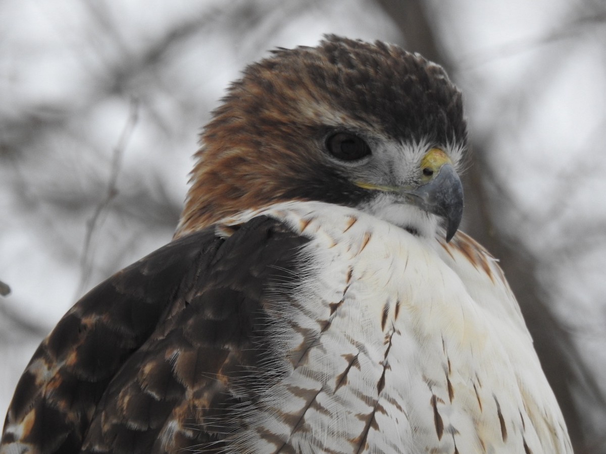 Канюк неоарктичний - ML646873940