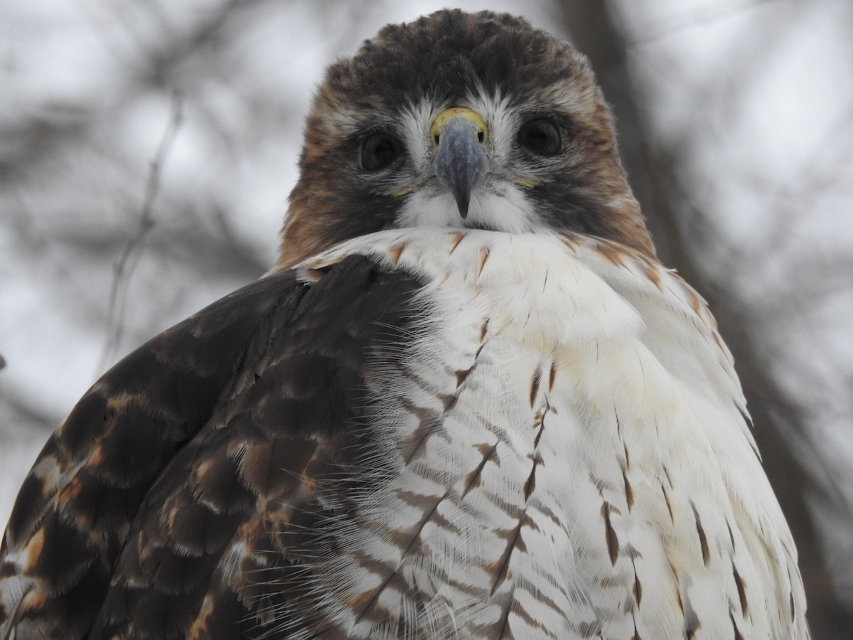 Канюк неоарктичний - ML646873941