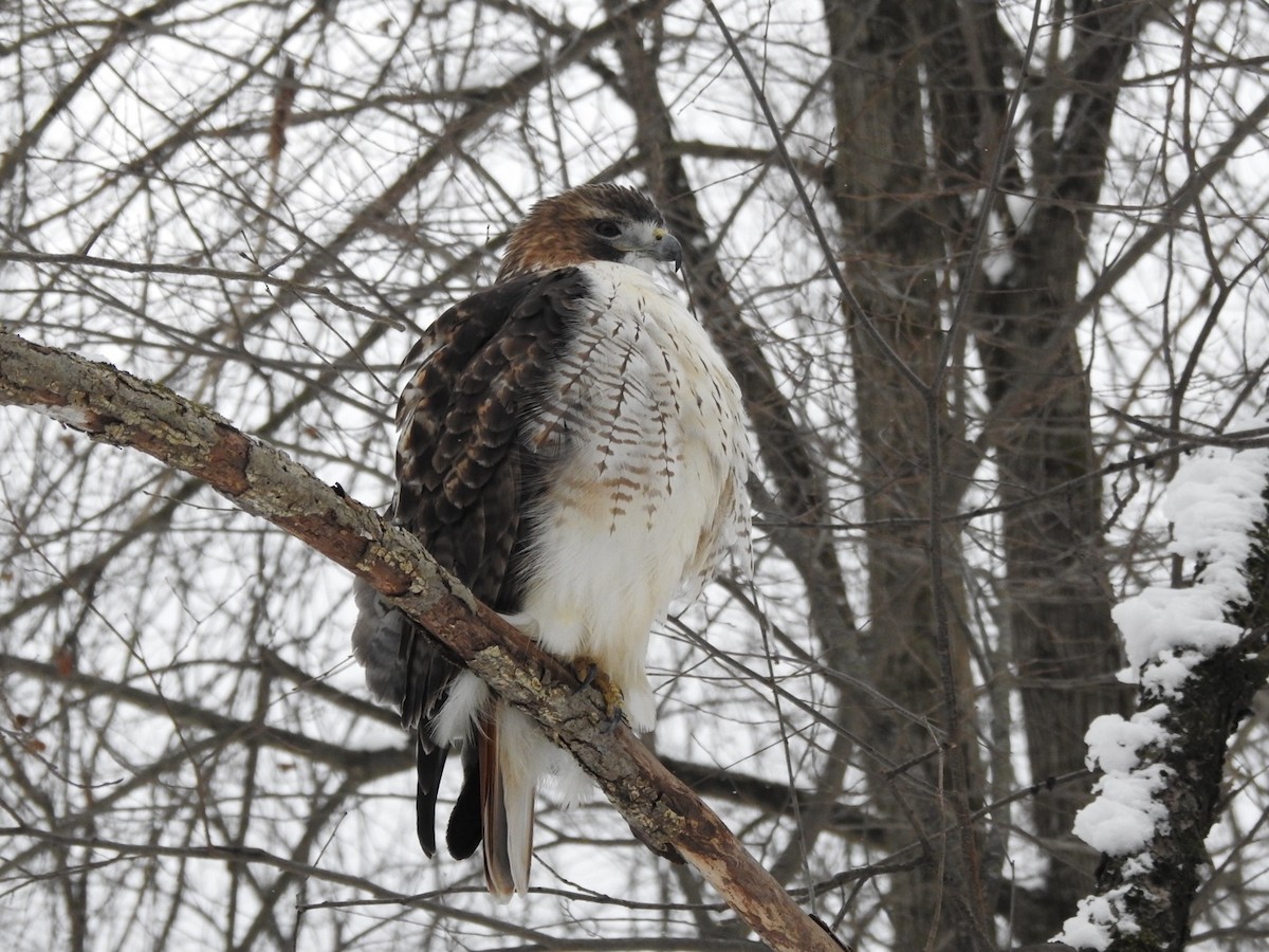 Канюк неоарктичний - ML646873942