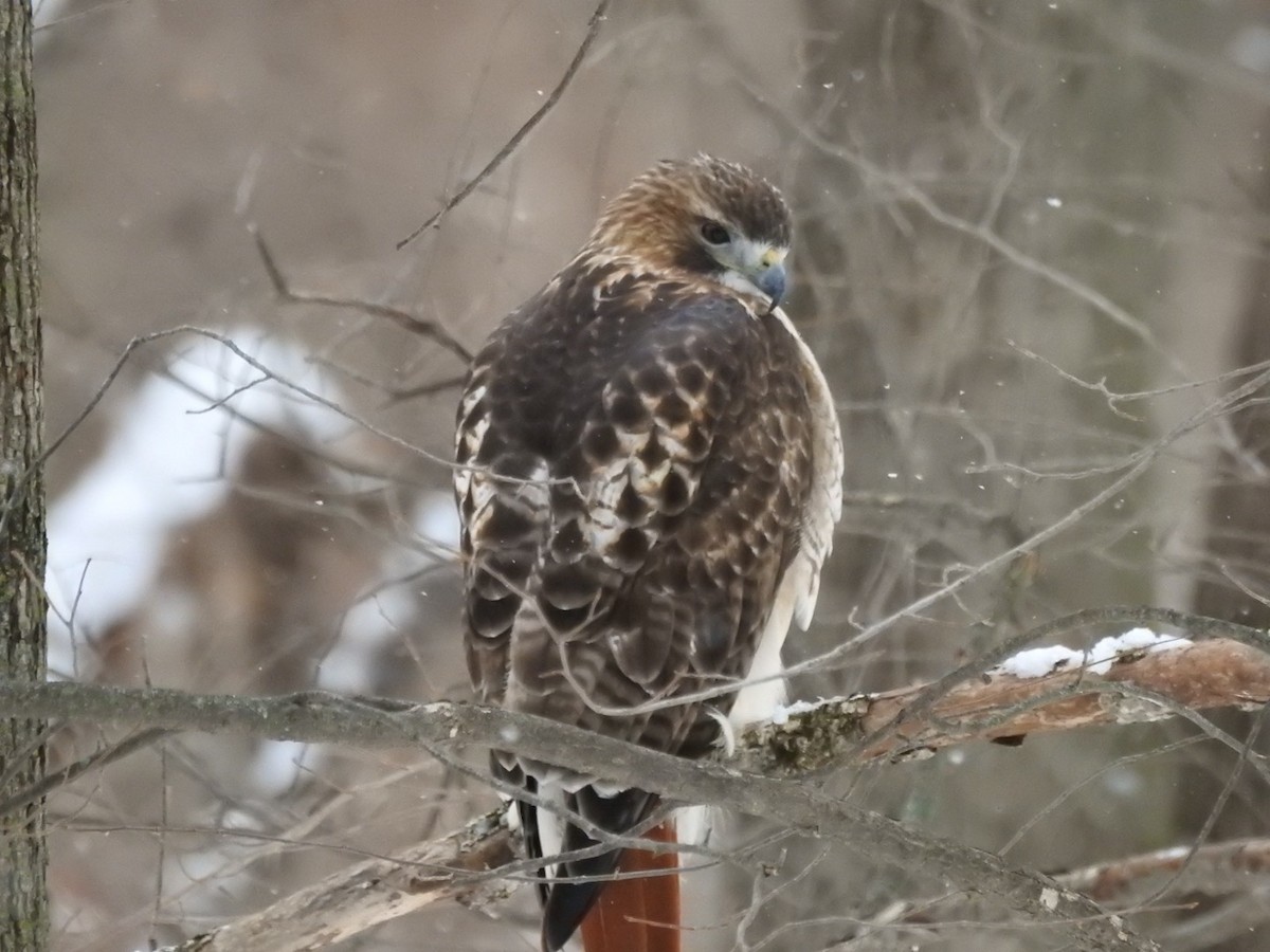 Канюк неоарктичний - ML646873943