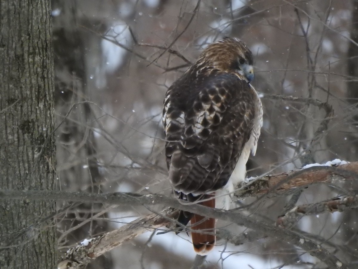 Канюк неоарктичний - ML646873944