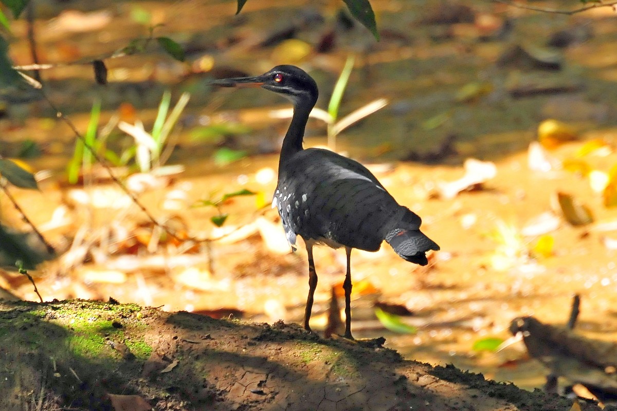 Sunbittern - ML646873945
